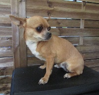 Étalon Chihuahua - Bella du berceau des amours