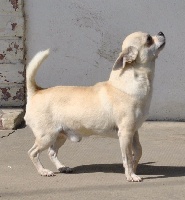 Étalon Chihuahua - Hilario du Domaine San Sébastian