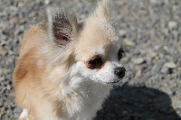 Étalon Chihuahua - (Sans Affixe) Gladys
