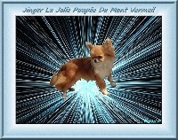 Étalon Chihuahua - Jinger la jolie poupée Du mont vermeil