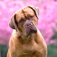 Étalon Dogue de Bordeaux - Initials bb De L'Elite Royal Dog