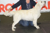 Étalon Golden Retriever - Tweednous Marylinbelle