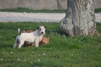 Étalon Jack Russell Terrier - Harkila De La Petite Gondelaine