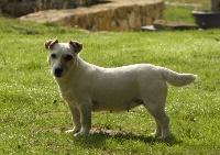 Étalon Jack Russell Terrier - Fancy widget du Val D'Assango