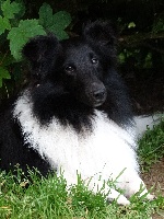 Étalon Shetland Sheepdog - Idem be black Du Glacier Des Mutean