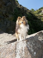 Étalon Shetland Sheepdog - Fier wakkanda Des mille Eclats des Tournesols