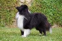 Étalon Shetland Sheepdog - Matthew ze zlaté hvezdy