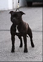 Étalon Staffordshire Bull Terrier - lawstaff Bombardier