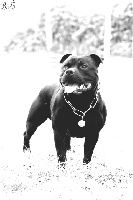 Étalon Staffordshire Bull Terrier - Gao sako the Good Dogs Passion