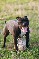 Étalon Staffordshire Bull Terrier - Ibiza Bigbenstaffy