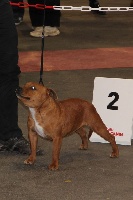 Étalon Staffordshire Bull Terrier - Indomptable Of Stafford Edition