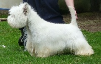 Étalon West Highland White Terrier - Ibis moulin de madjurie