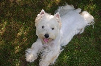 Étalon West Highland White Terrier - Hermes des Périgourdins blancs