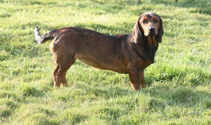 Les Basset des Alpes de l'affixe   Du Clos De La Rabotiere
