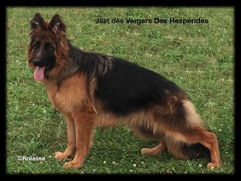 Jilin Des Vergers Des Hespérides