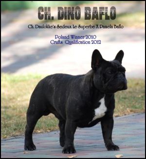 CH. Dino baflo