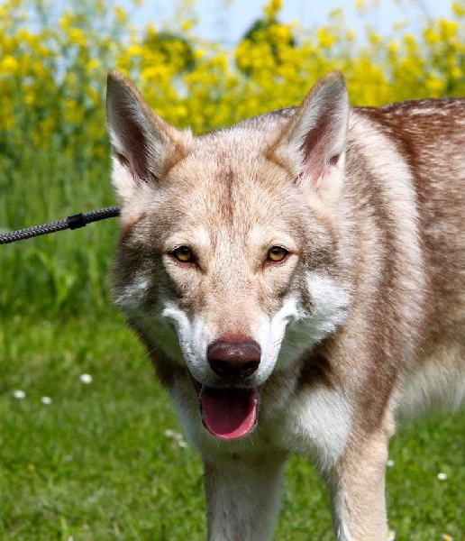 Elevage Des Loups Dakairo Accueil Facebook