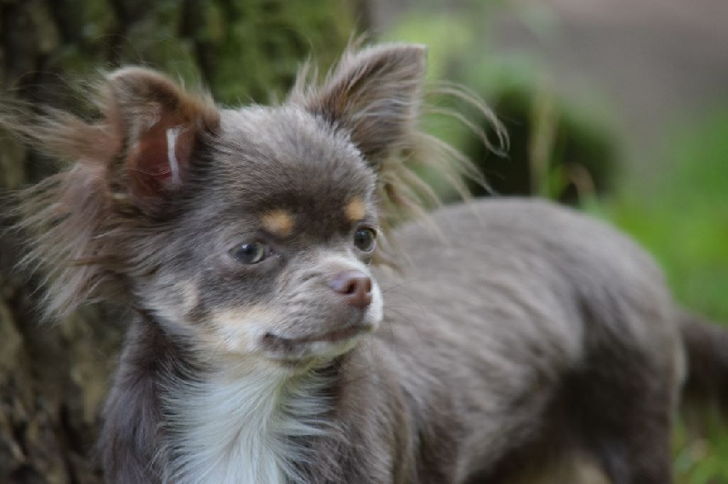 Les Chihuahua de l'affixe   Vom Kaiser-Palais