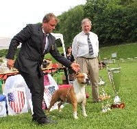Étalon American Staffordshire Terrier - CH. Biss. multi ch.crypto cans juansa