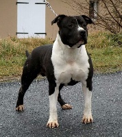 Étalon American Staffordshire Terrier - Ice cube black Panther Of Stafford