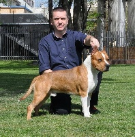 Étalon American Staffordshire Terrier - franstal's Schwarzmuller