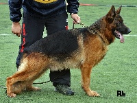 Étalon Berger Allemand - Jappeloup des Hauts de Fontaine