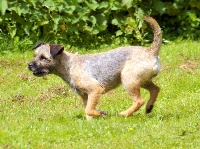 Étalon Border Terrier - Iakafokon Des petites nouches