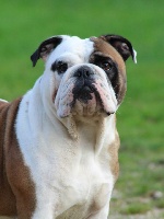 Étalon Bulldog Anglais - Iconic khaleesi des Espoirs de Wallieux