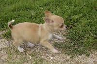 Étalon Chihuahua - Love me des vallées de la Rocha