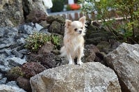 Étalon Chihuahua - Islande du domaine de l'ostrevent