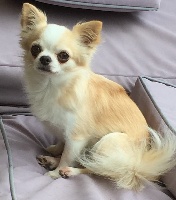 Étalon Chihuahua - Golden boy du clos des Mouyssoux