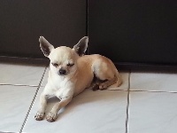 Étalon Chihuahua - Ivory du Jardin des Lutins