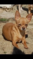 Étalon Chihuahua - littlebark Ruju