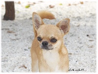 Étalon Chihuahua - tsvetok elfov Yukatan