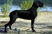 Étalon Dogue allemand - Gojira de la Barasseine