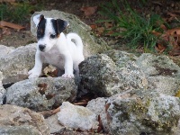 Étalon Jack Russell Terrier - Lizy of Shana Dreams