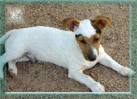 Étalon Jack Russell Terrier - Lennox de la Bruyère de Jade