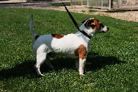 Étalon Jack Russell Terrier - Idefix Des Faucons Blancs