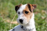 Étalon Jack Russell Terrier - Just'ice finberyo