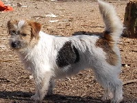 Étalon Jack Russell Terrier - Funny girl des garrigues de réal.