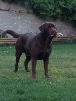 Étalon Labrador Retriever - H'angel's boy skyfall diamond du Chai