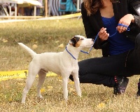 Étalon Parson Russell Terrier - Jimmy neutron Rosas Da Madeira