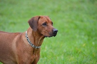Étalon Rhodesian Ridgeback - drakensberg Hidaya boma