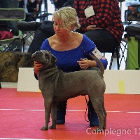 Étalon Shar Pei - Love & fun at ... ko mak Du Chant Du Sorgho