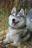 Étalon Siberian Husky - Magic Wolf Jade