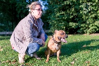 Étalon Staffordshire Bull Terrier - Johanna jones stafford (Sans Affixe)