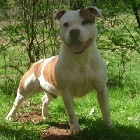 Étalon Staffordshire Bull Terrier - red white pied Hooligan joe