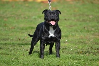 Étalon Staffordshire Bull Terrier - I'am Of deleans