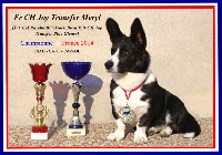 Étalon Welsh Corgi Cardigan - CH. joy transfer Meryl