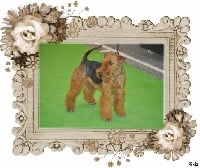 Étalon Welsh Terrier - CH. Insaisissable good luck (3 ch ) de la fontaine d'Edonis